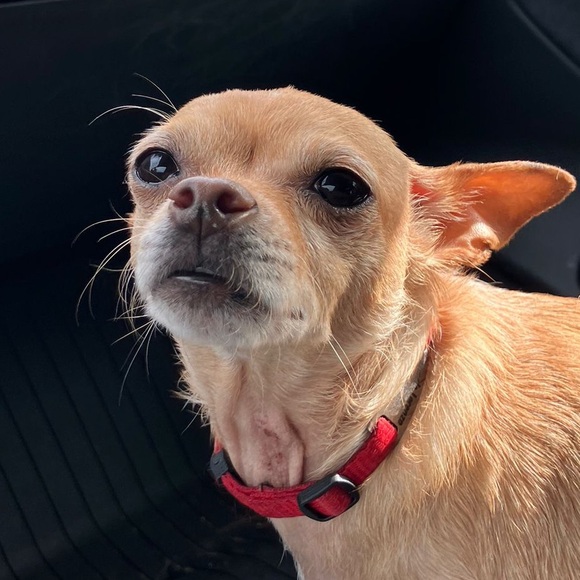 Meet your Posher, Laurie - Picture 1 of 1